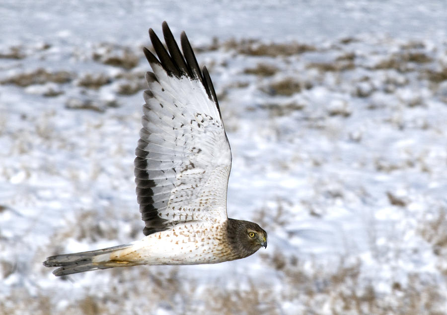 Male Harrier Hawk Photograph By Earl Nelson - Fine Art America