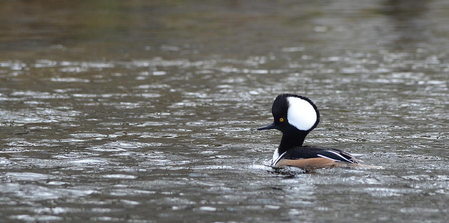 Male Hooded Merganser Photograph by Carla Parris