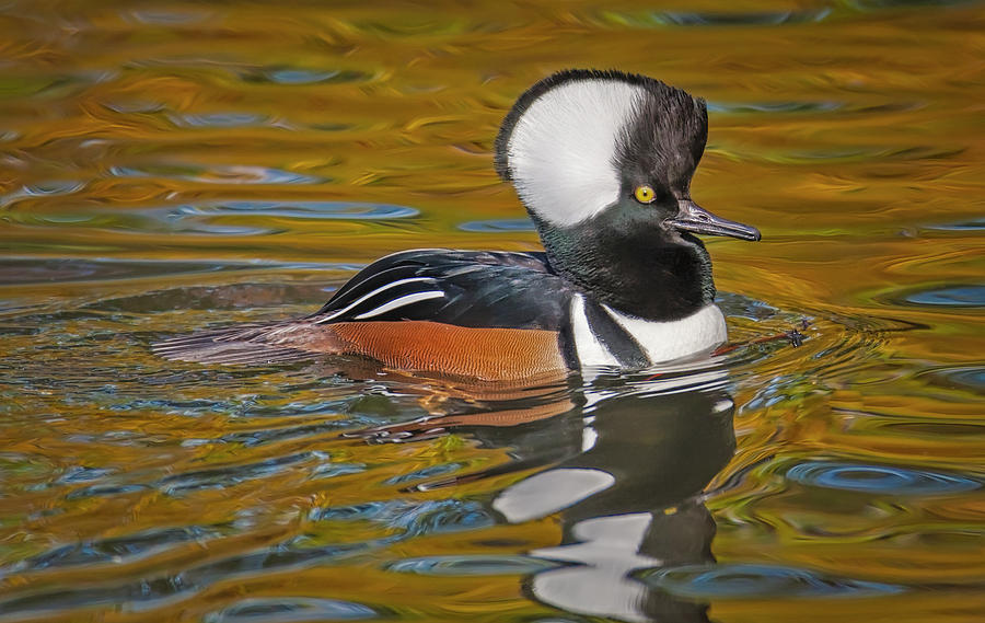 Nature Photograph - Male Hooded Merganser Duck by Susan Candelario