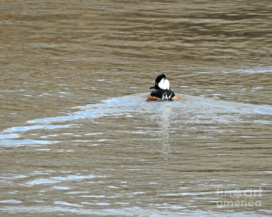Male Hooded Merganser Photograph by Kathy M Krause