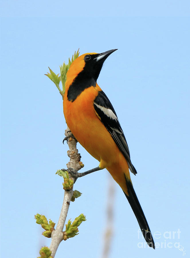 Male Hooded Oriole 0330181 Photograph by Cheryl Gidding