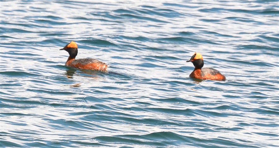 Male Horned Grebes Photograph by Hella Buchheim