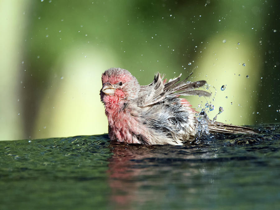 Male House Finch 092517-5940-1cr Photograph by Tam Ryan