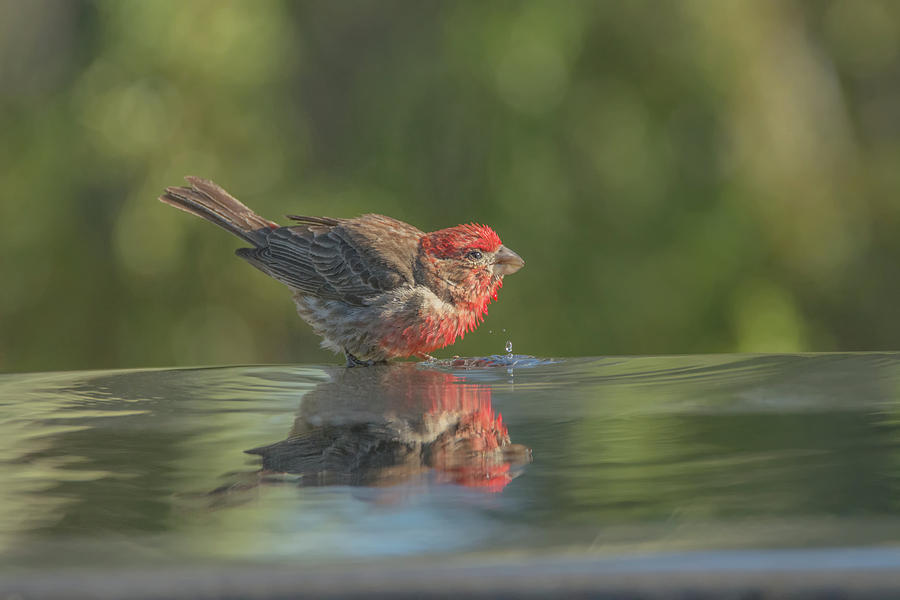 Male House Finch 3028 Photograph by Tam Ryan