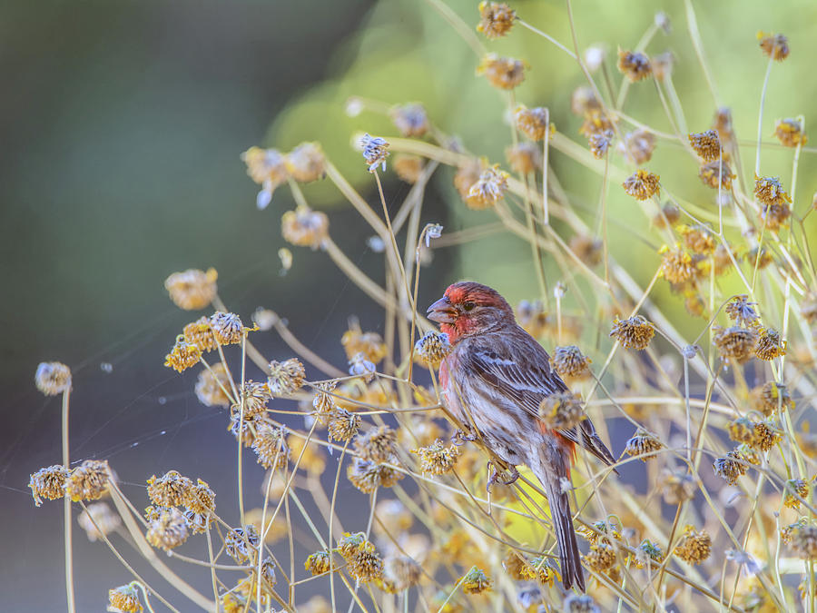 Male House Finch 7335 Photograph by Tam Ryan