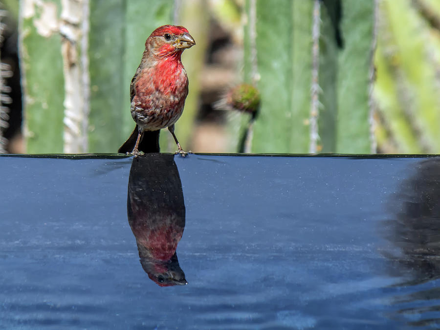 Male House Finch 7549 Photograph by Tam Ryan