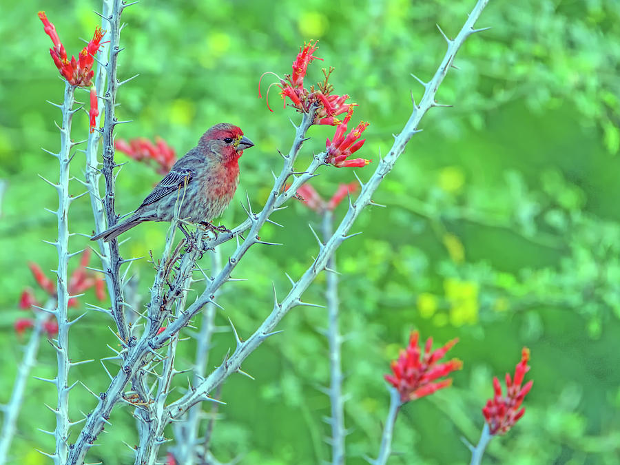 Male House Finch 8347 Photograph by Tam Ryan