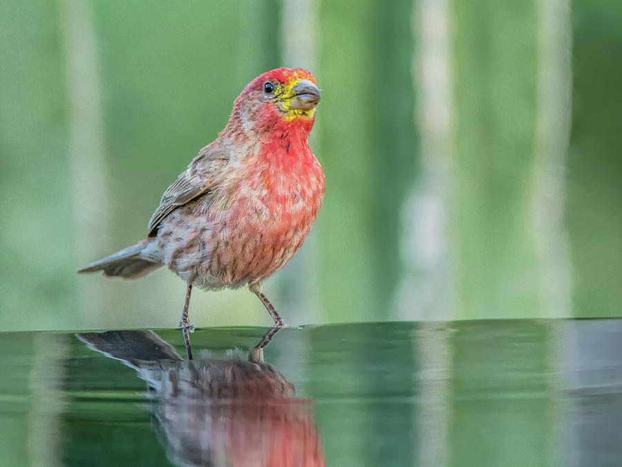 Male House Finch 8428 Photograph by Tam Ryan