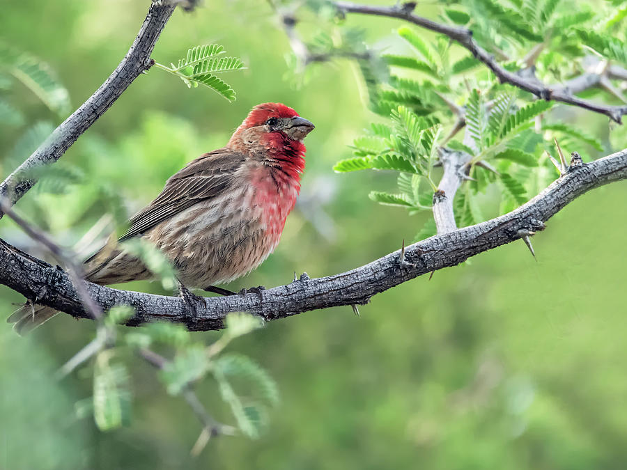 Male House Finch 9433 Photograph by Tam Ryan