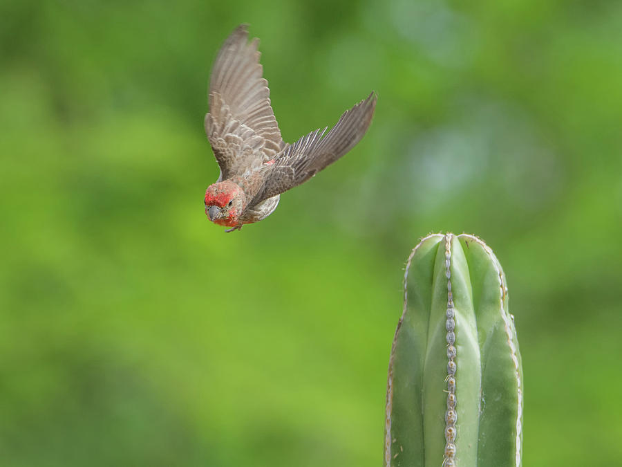 Male House Finch 9565 Photograph by Tam Ryan