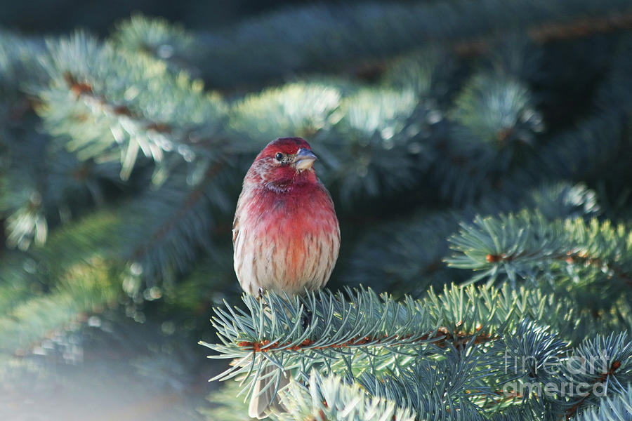 Male House Finch Photograph by Alyce Taylor