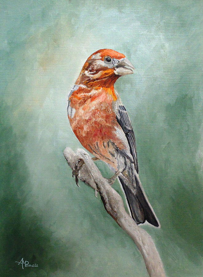 Finch Painting - Male House Finch by Angeles M Pomata