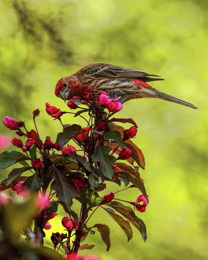 Male House Finch Eating Blossoms Photograph by Dale Kauzlaric