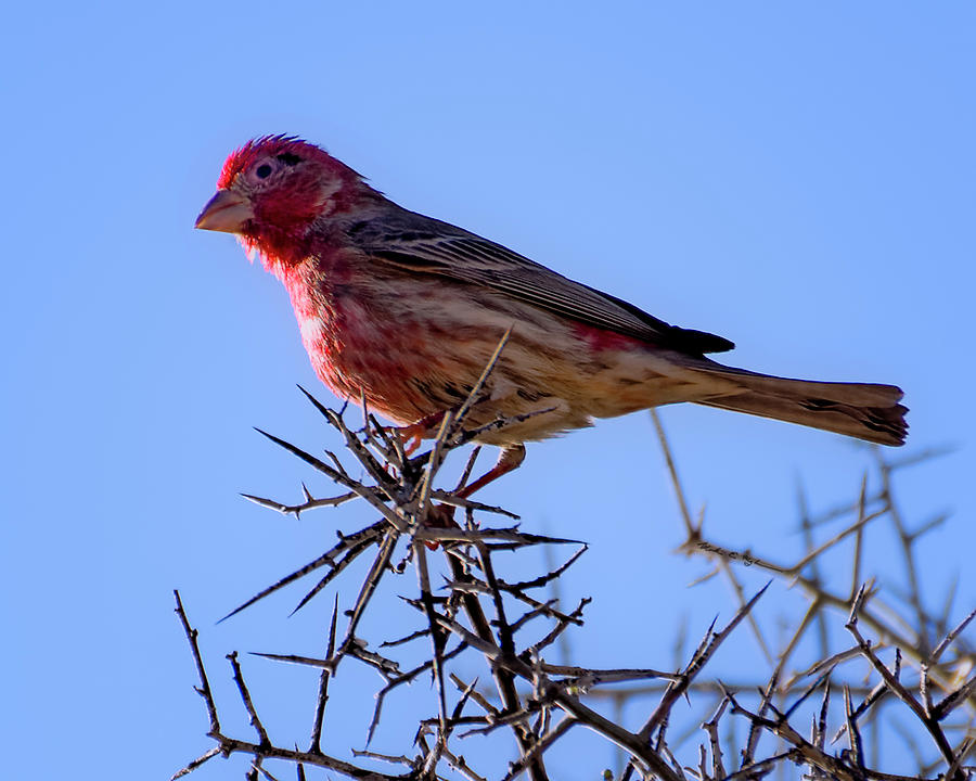 Male House Finch h24 Photograph by Mark Myhaver