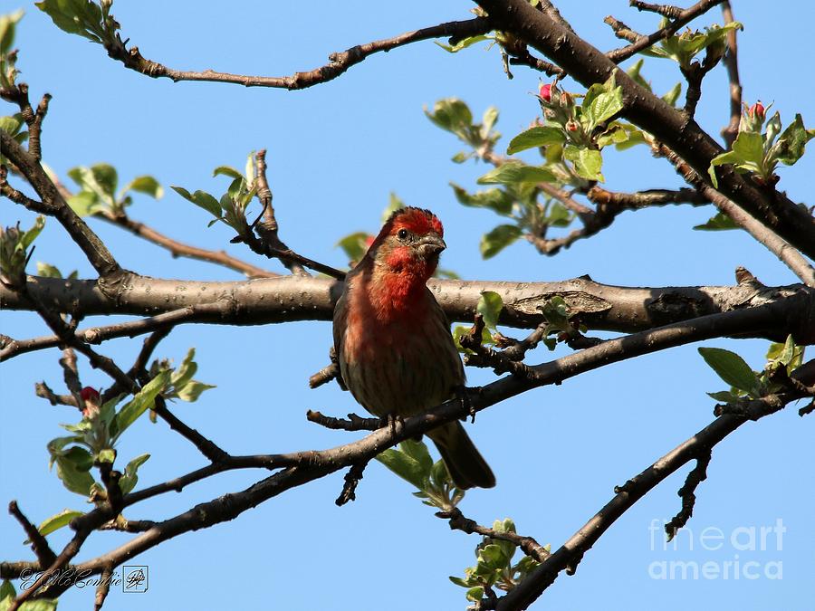 Male House Finch Photograph by J McCombie