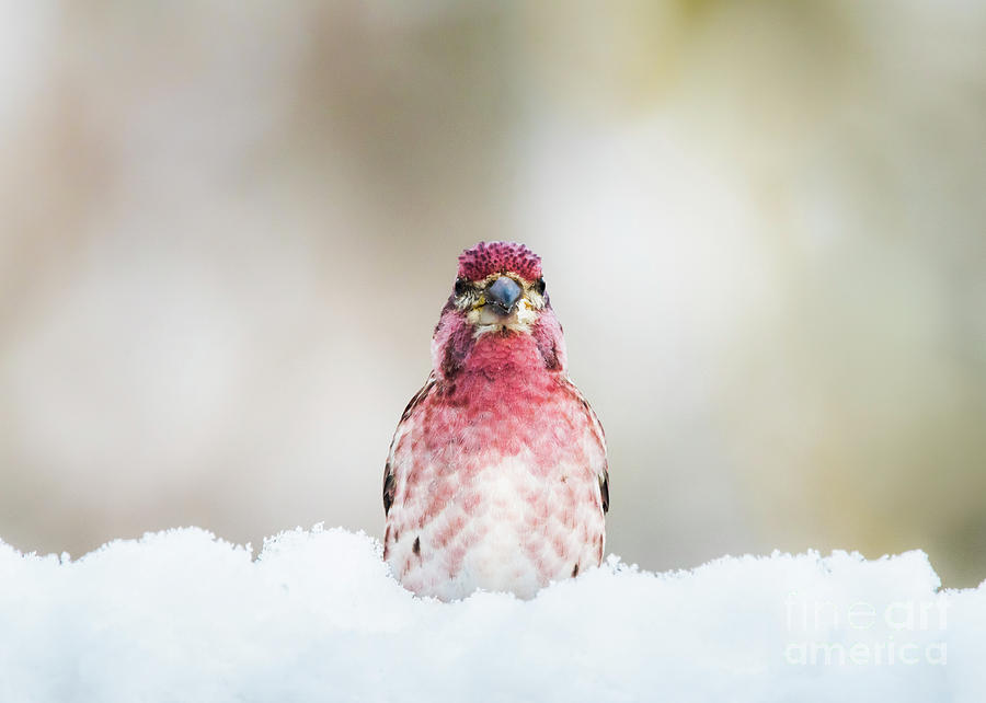Male House Finch by Katie Joya Male House Finch by Katie Joya
