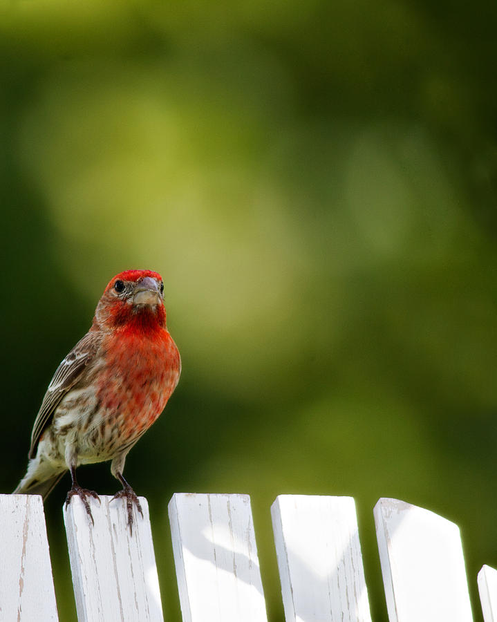 Bird Photograph - Male House Finch by Lana Trussell