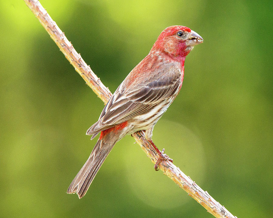 Bird Photograph - Male House Finch by Mitford Fontaine