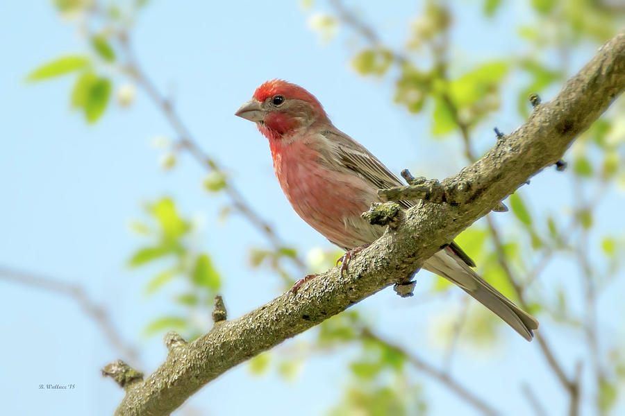 Male House Finch Perched Photograph by Brian Wallace