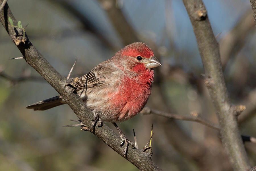 Male House Finch Perched on a Branch  Photograph by Kathleen Bishop