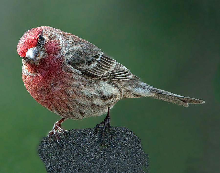 Male House Finch Perched Photograph by William Bitman