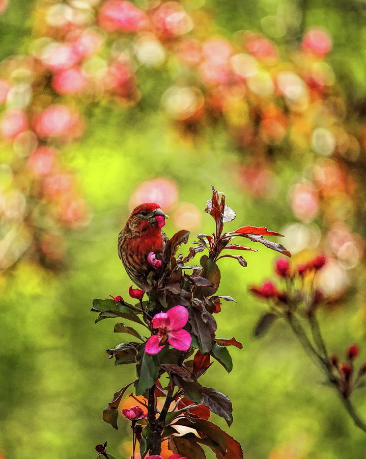 Male House Finch Under A Wreath Photograph by Dale Kauzlaric