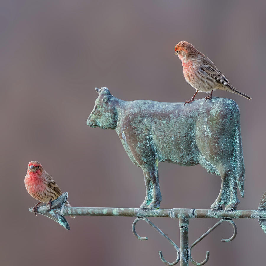 Male House Finches Photograph by Bill Wakeley