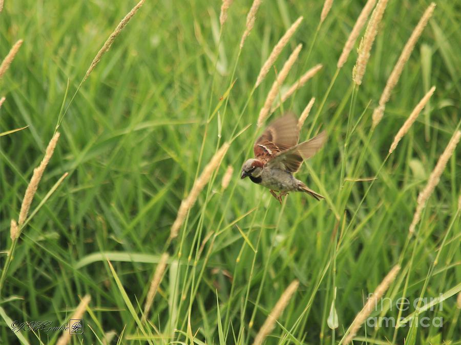 Male House Sparrow in Flight Photograph by J McCombie