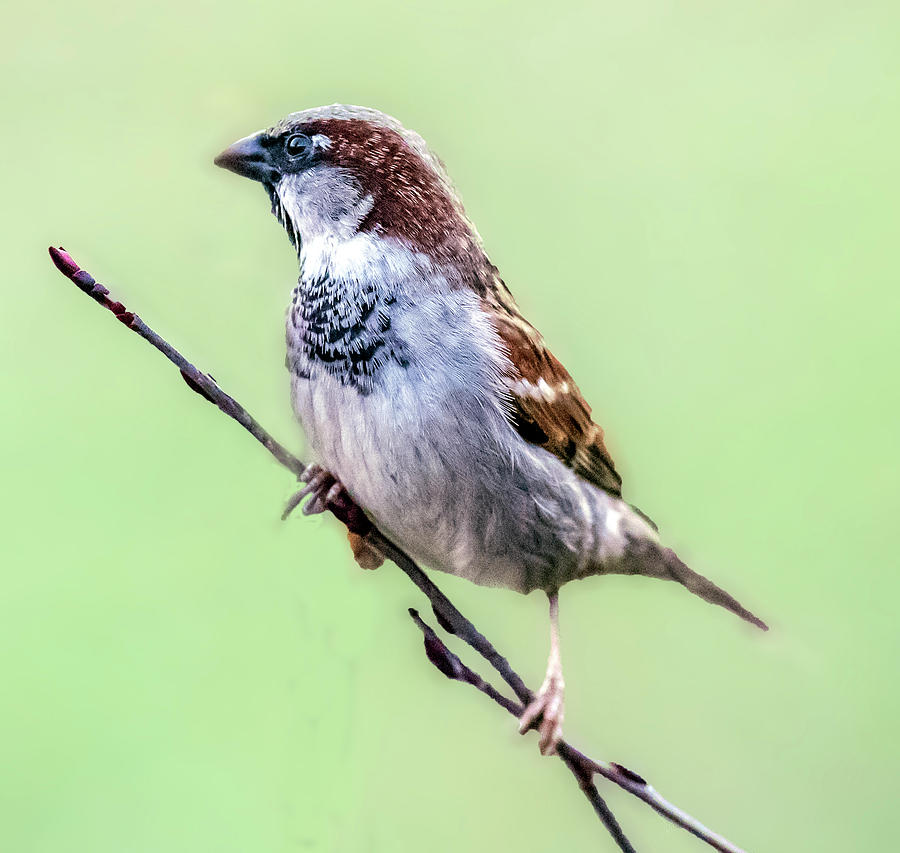Male House Sparrow Profile Photograph by William Bitman