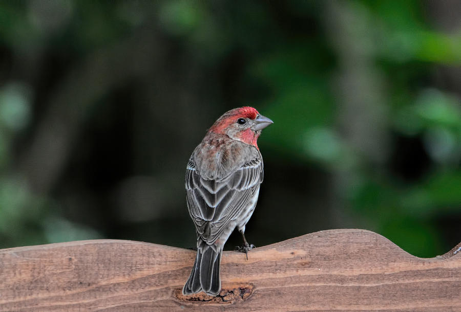 Male Housefinch On Fence 102020154274 Photograph