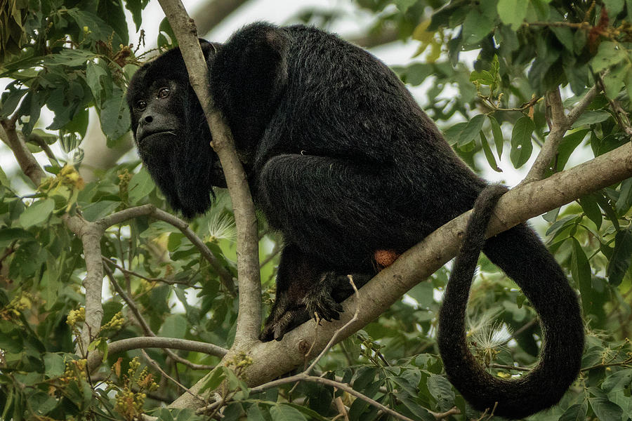 Male Howler Monkey in the canopy Photograph by Steven Upton