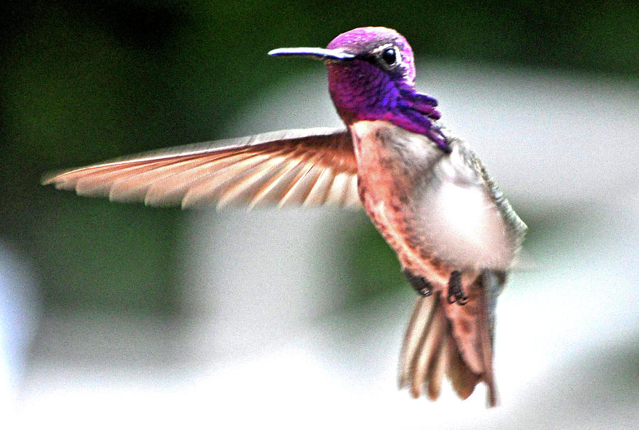Male Hummer In Flight Photograph by Jay Milo