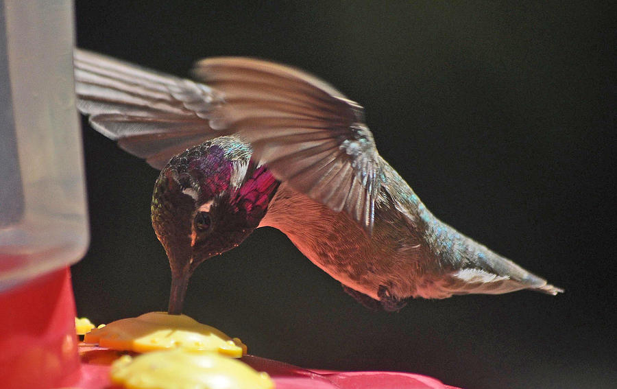 Hummingbird Photograph - Male Humminbird In Flight by Jay Milo