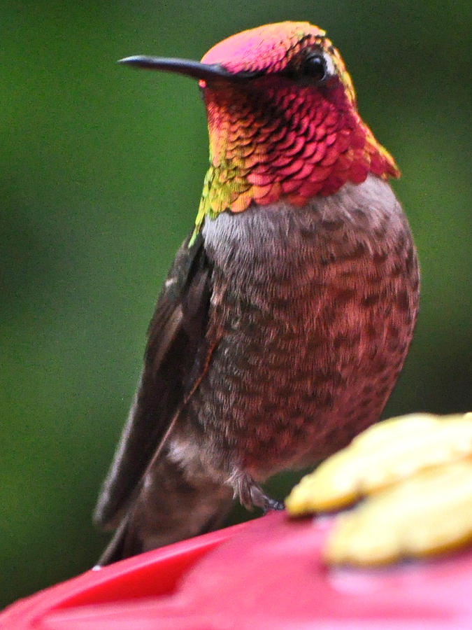 Male Hummingbird Annas Waiting For A Mate Photograph by Jay Milo