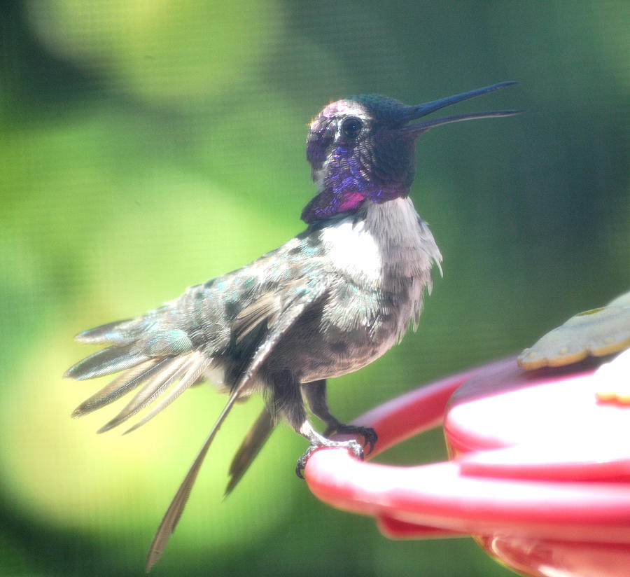 Male Hummingbird At Feeder Photograph by Jay Milo