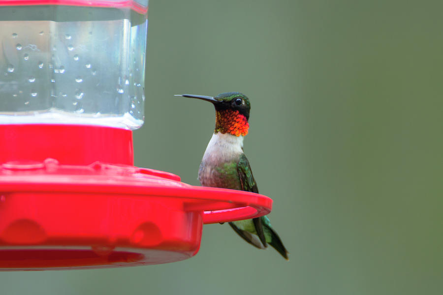 Male Hummingbird Photograph by David Stasiak