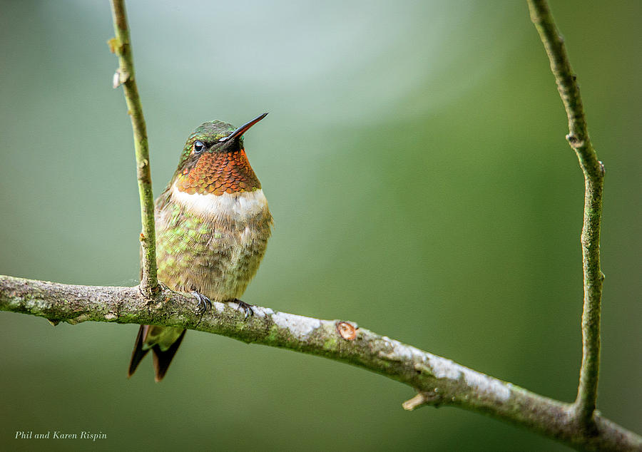 Cardinal Photograph - Male Hummingbird in a Tree by Phil And Karen Rispin