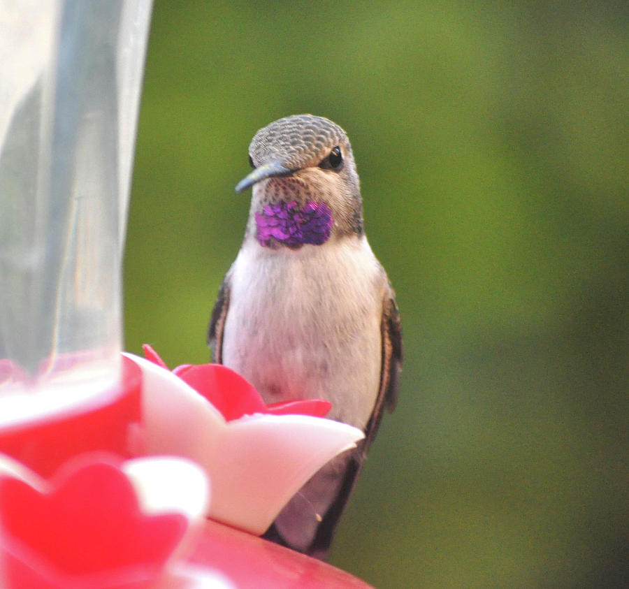Male Hummingbird On Feeder Perch Photograph by Jay Milo