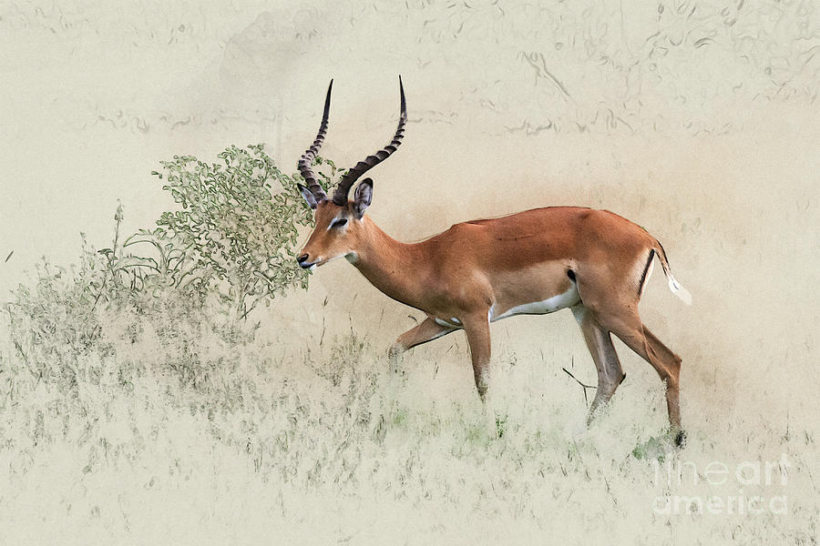 male impala Aepyceros melampus 4 Photograph by Humorous Quotes