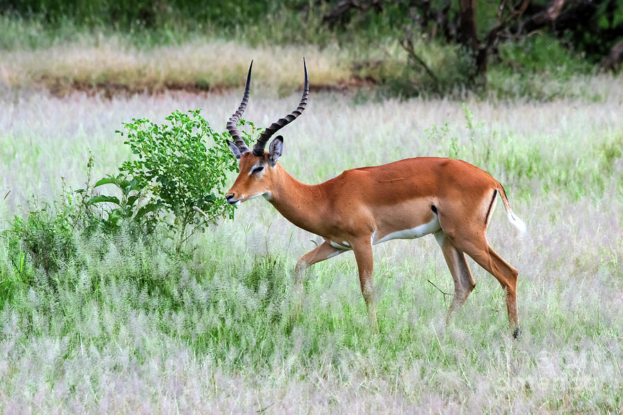 male  impala Aepyceros melampus Photograph by Gilad Flesch