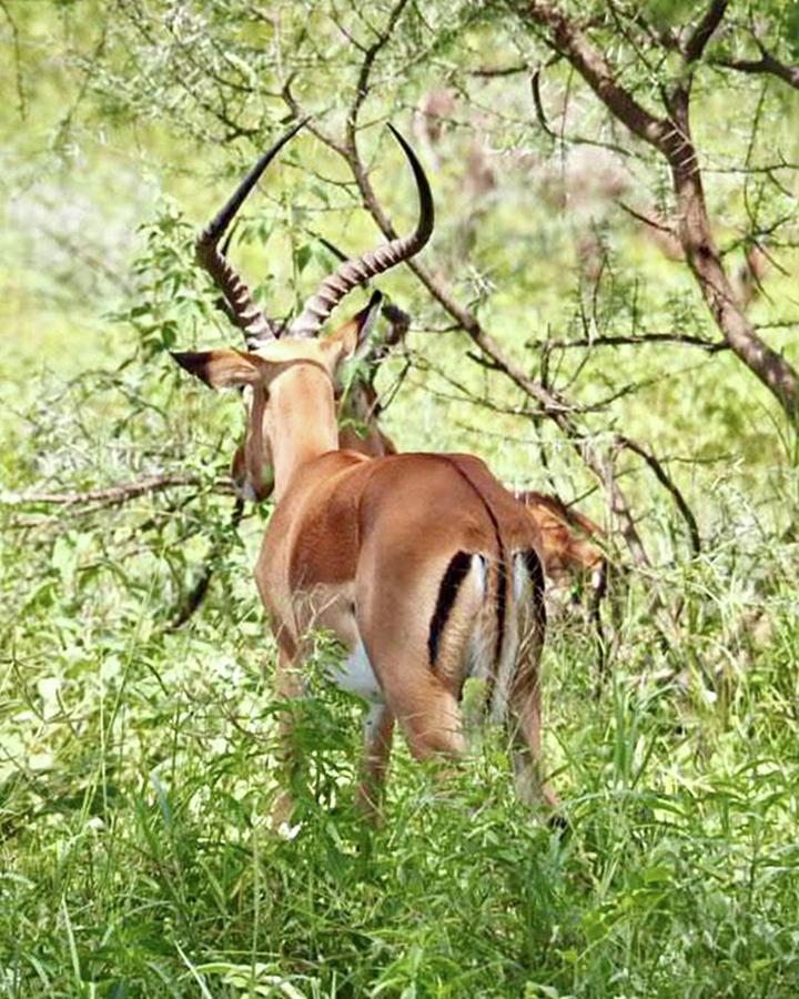 Mammal Photograph - Male Impala In Tarangire National Park by Masako Takagi