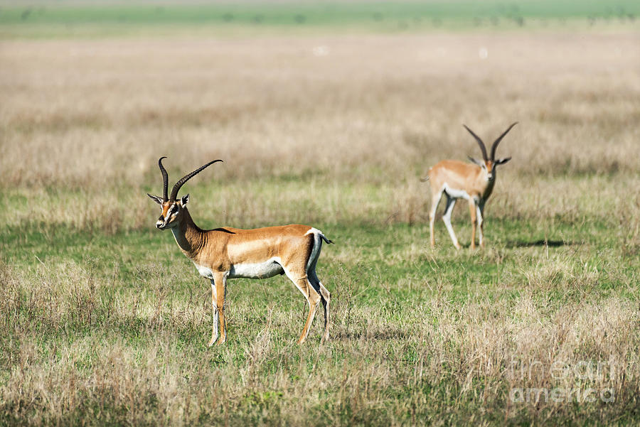 Animal Photograph - Male impalas in Ngorongoro crater by RicardMN Photography