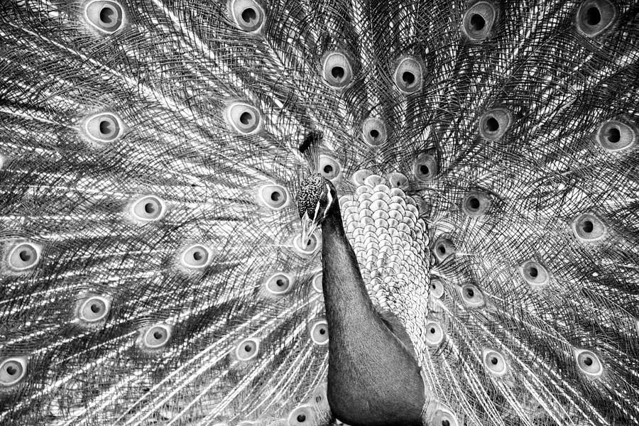 Abstract Photograph - Male Indian Peacock-bw by Joye Ardyn Durham