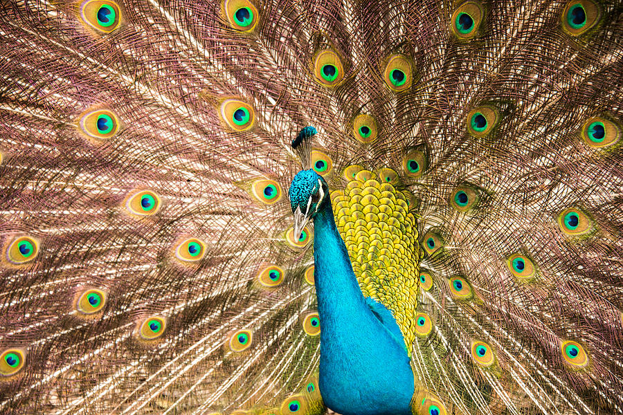 Male Indian Peacock Photograph by Joye Ardyn Durham