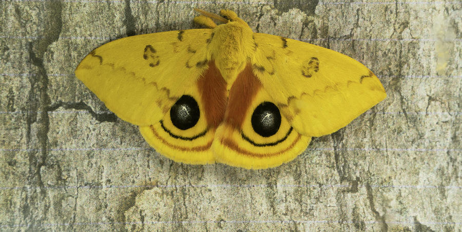 Male IO Moth on Bark of Tree Photograph by Douglas Barnett