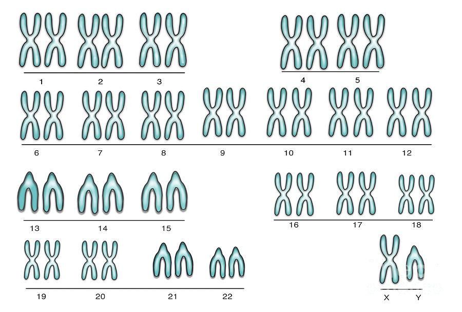 Chromosome Photograph - Male Karyotype by Spencer Sutton