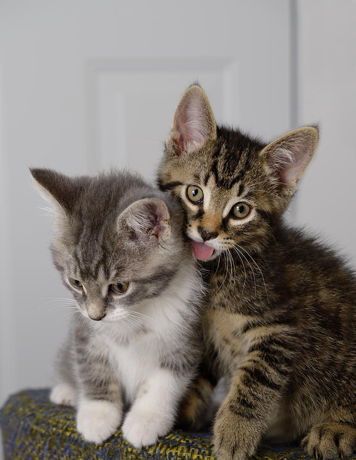 Male kitten making faces with tongue out beside sister on a stoo ...