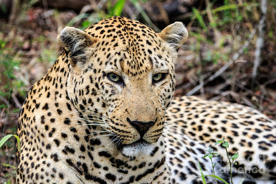 Male Leopard Photograph by Jennifer Ludlum