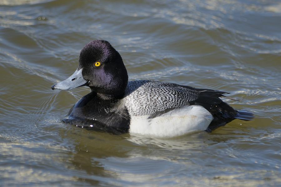 Male Lesser Scaup on the water Photograph by Bradford Martin