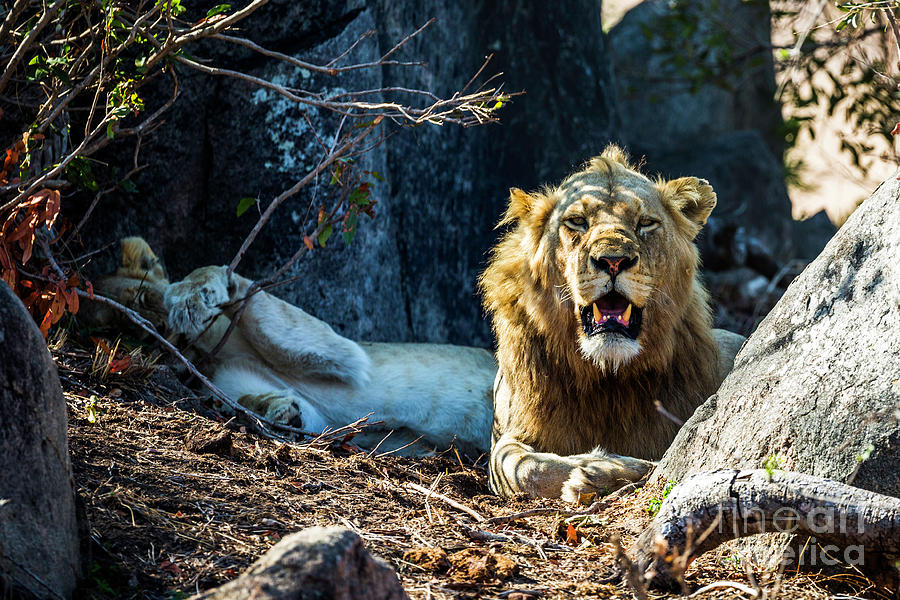 Male Lion, Afternoon Sun Photograph